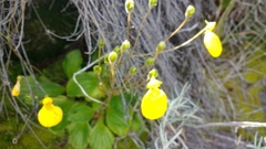Calceolaria biflora