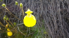 Calceolaria biflora