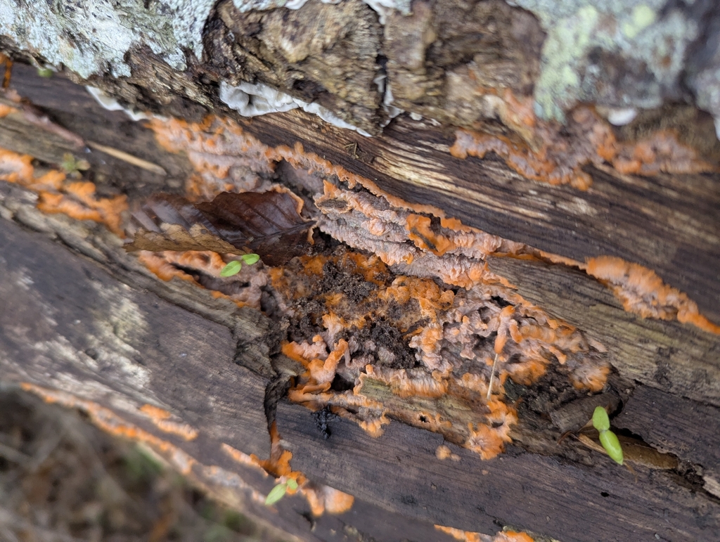 Phlebia radiata · November 2025 · photo: © islam_galymzhanov (iNaturalist, cc-by-nc)