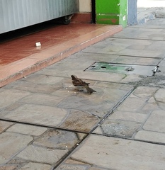 Passer domesticus