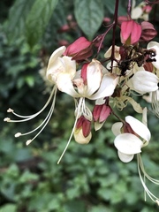 Clerodendrum laevifolium