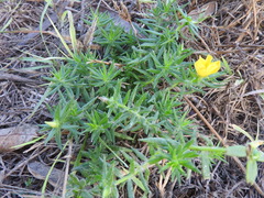 Portulaca rubricaulis