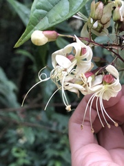 Clerodendrum laevifolium