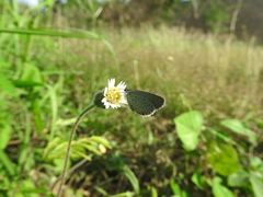 Cupido comyntas texana