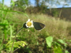 Cupido comyntas texana