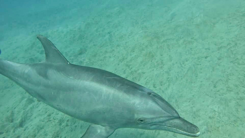 Tursiops aduncus