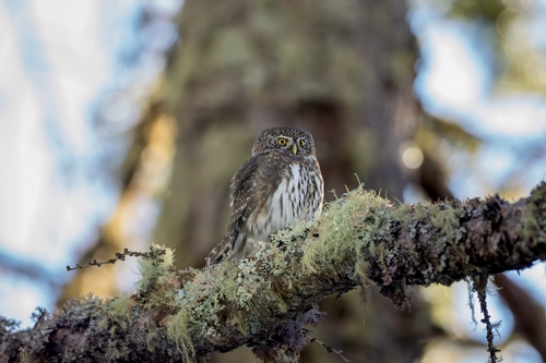 View observation of {o.common_name} on iNaturalist
