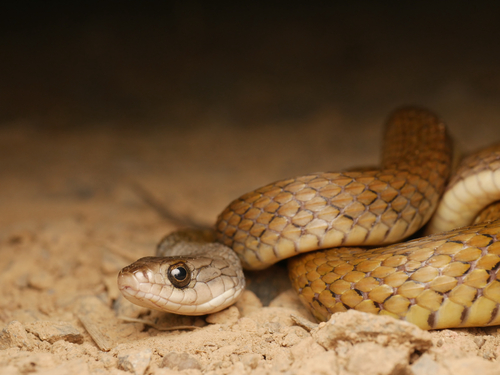 Common keelback sighting