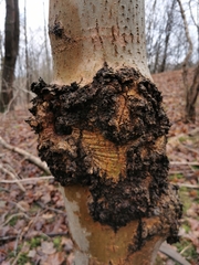 Neonectria ditissima