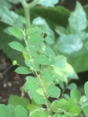 Phyllanthus tenellus