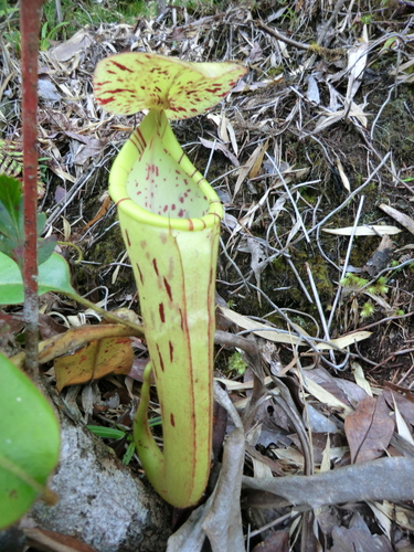 Nepenthes chaniana