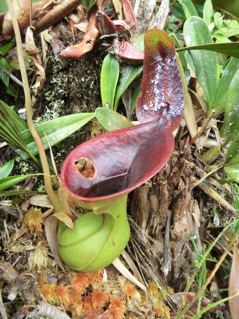 Nepenthes lowii, Sabah, MY