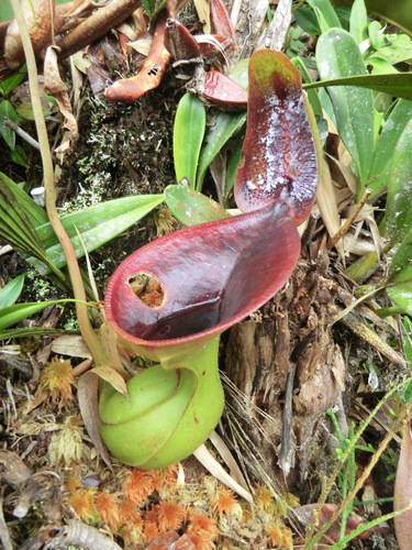 Nepenthes lowii