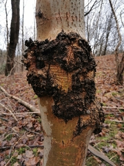 Neonectria ditissima