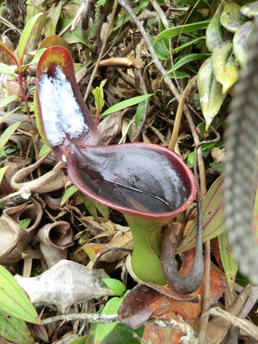 Low's pitcher plant (Nepenthes lowii)