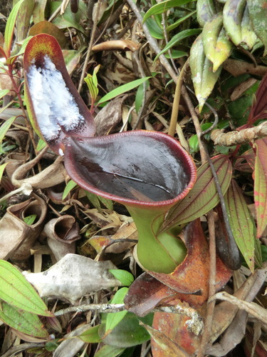 Nepenthes lowii