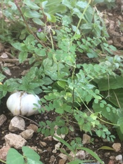 Phyllanthus tenellus