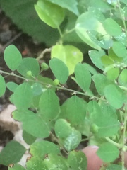 Phyllanthus tenellus