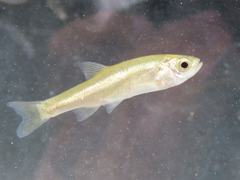 Epirus Minnow