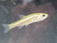 Epirus Minnow photo 1