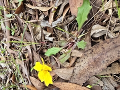 Goodenia lanata, photograph (c) Kate Martin, some rights reserved (CC BY)