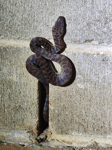 Children's Python sighting