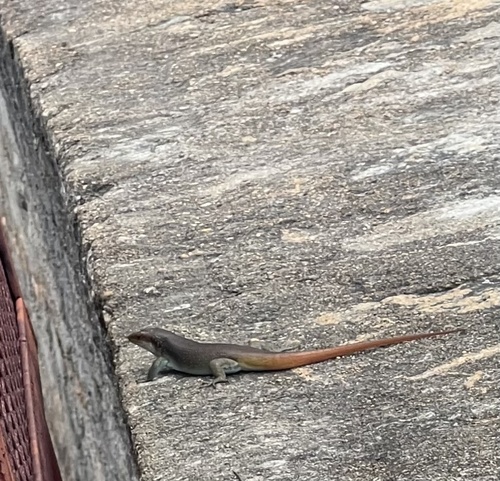 Rainbow Skink