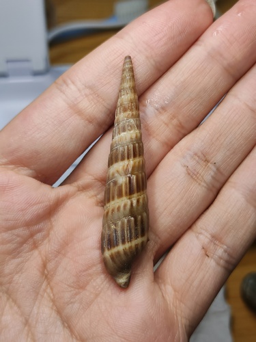 Duplicaria dussumierii observed 2025-11-22