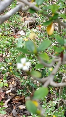Ixoroideae