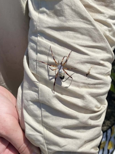 Radon Saint Andrew's Cross Spider