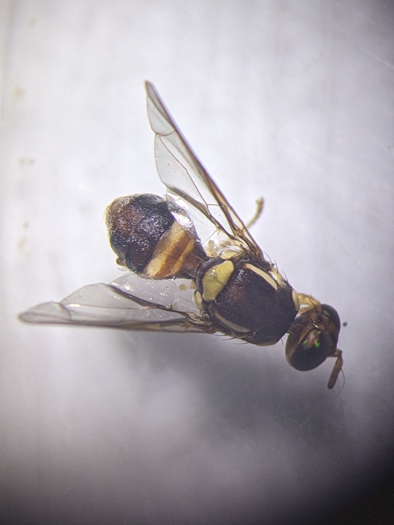 Bactrocera peninsularis