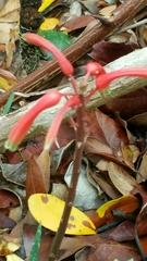 Aloe ambrensis image