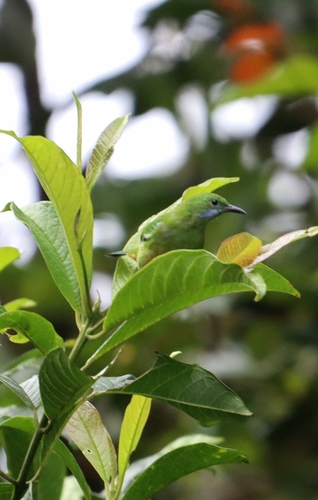 Orange-bellied Leafbird (Chloropsis hardwickii), photo 6