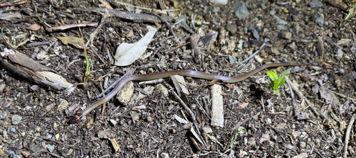 Red-naped Snake sighting