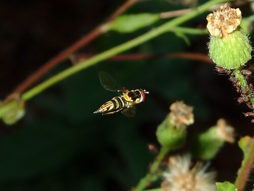Unknown species found near Haile Plantation, FL 32608, USA