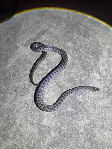 Spotted Python sighting