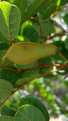 Millettia