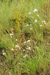 Gypsophila cephalotes