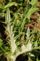 Cirsium turkestanicum