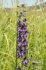 Delphinium confusum