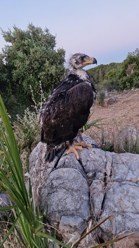 Avistamiento Águila real (Sierra Nevada)
