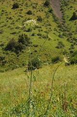 Ligusticum discolor