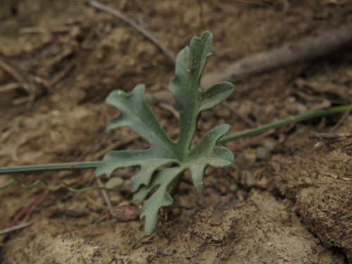 Kedrostis capensis
