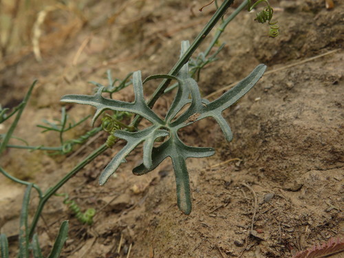 Kedrostis capensis
