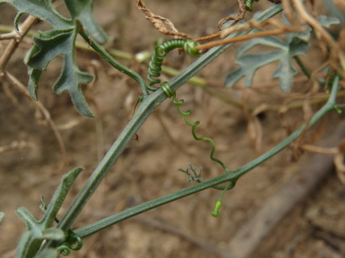 Kedrostis capensis