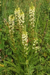 Pedicularis dolichorrhiza