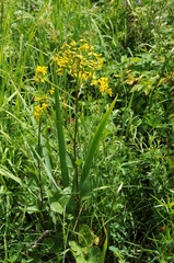 Ligularia thomsonii