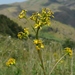 Ligularia thomsonii - Photo (c) vladimir_epiktetov, some rights reserved (CC BY-NC), uploaded by vladimir_epiktetov