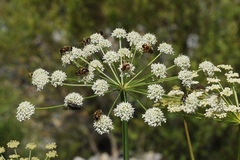 Ligusticum discolor