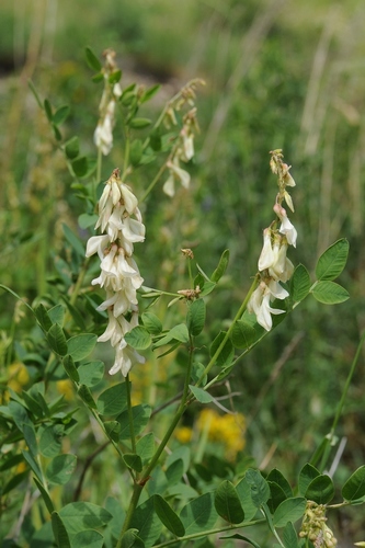 Hedysarum flavescens